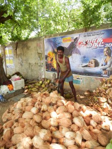 Fotografie z alba Indie, Tiruvannamalai, Sri Ramanasramam 2012