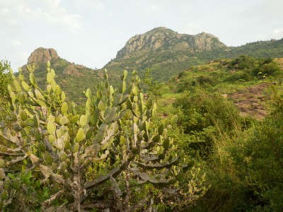 Fotografie z alba Indie, Tiruvannamalai, Sri Ramanasramam 2012