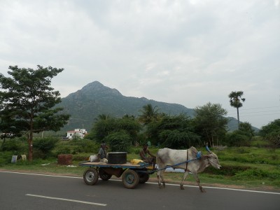 Fotografie z alba Indie, Tiruvannamalai, Sri Ramanasramam 2012