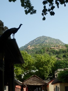 Fotografie z alba Indie, Tiruvannamalai, Sri Ramanasramam 2012