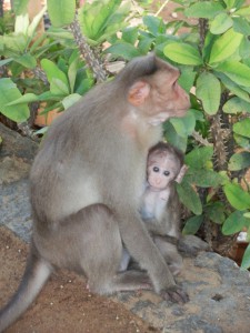 Fotografie z alba Indie, Tiruvannamalai, Sri Ramanasramam 2012